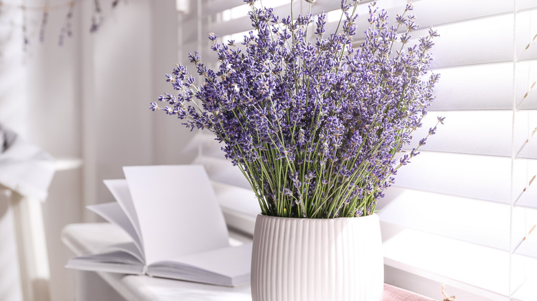 Indoor lavender potted plant