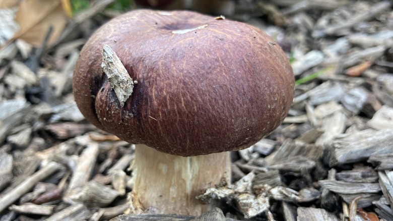 wine cap mushroom wood chips