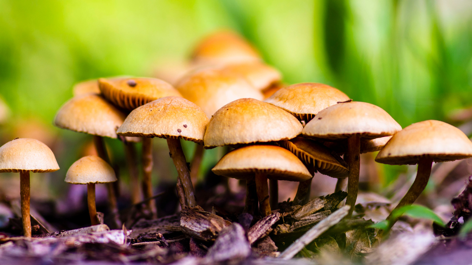 What Is The Best Kind Of Wood Mulch For Growing Mushrooms