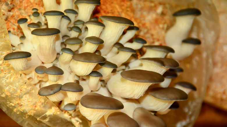 mushrooms growing on sawdust