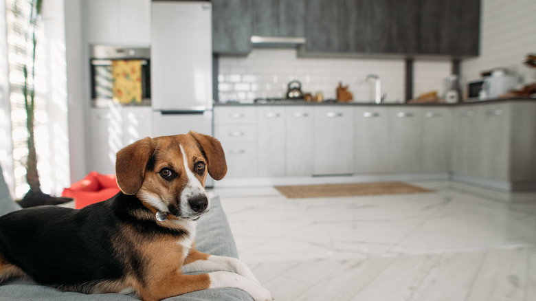 dog in kitchen