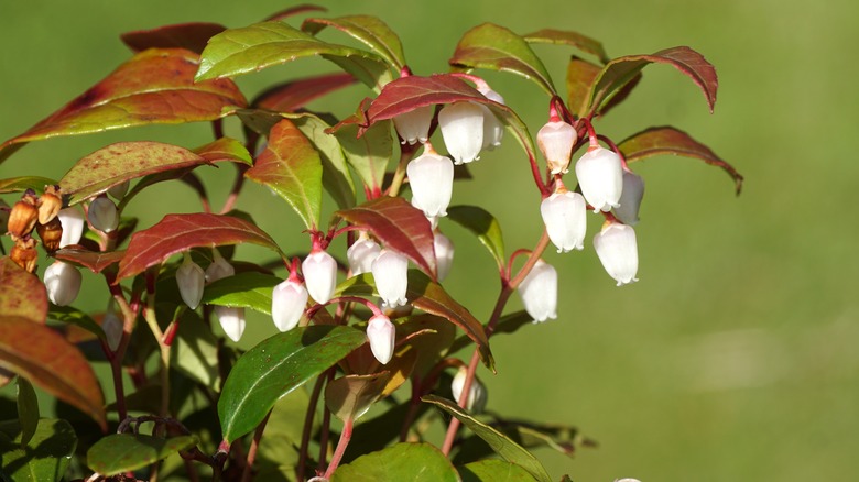 American wintergreen flowers and leaves