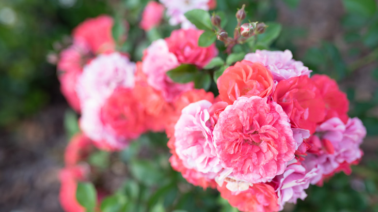 'Coral Drift' rose flower clusters in bloom