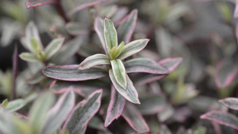 Closeup of hebe 'Frozen Flame' leaves