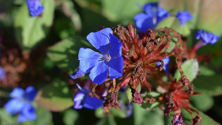 Closeup of hardy plumbago flowers in bloom