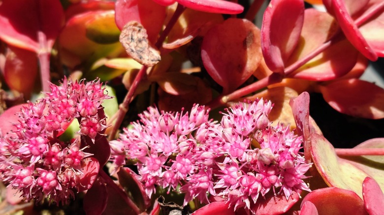 Close up of pink Japanese stonecrop flowers and leaves