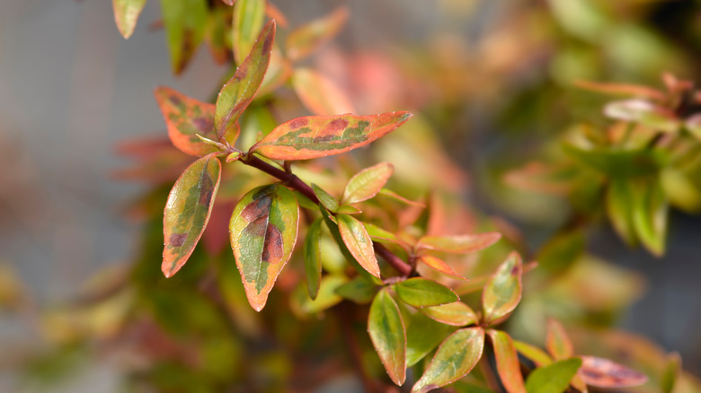 'Kaleidoscope' abelia showing fall variegation on its leaves