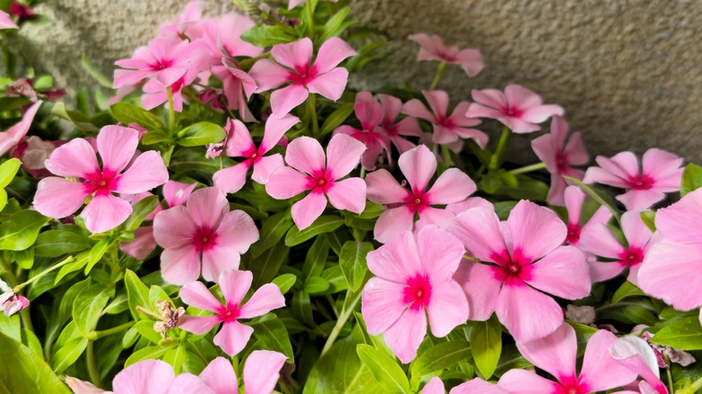 Pink Madagascar periwinkle flowers blooming against a stucco wall