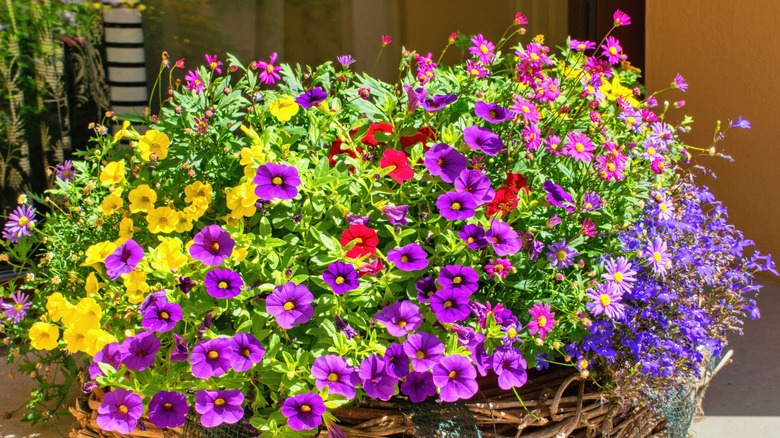 A potted collection of colorful million bells flowers