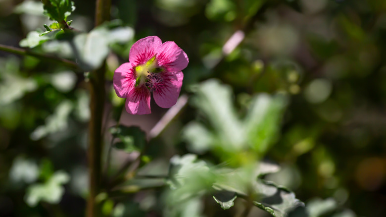 Closeup of a blooming pink mallow flower