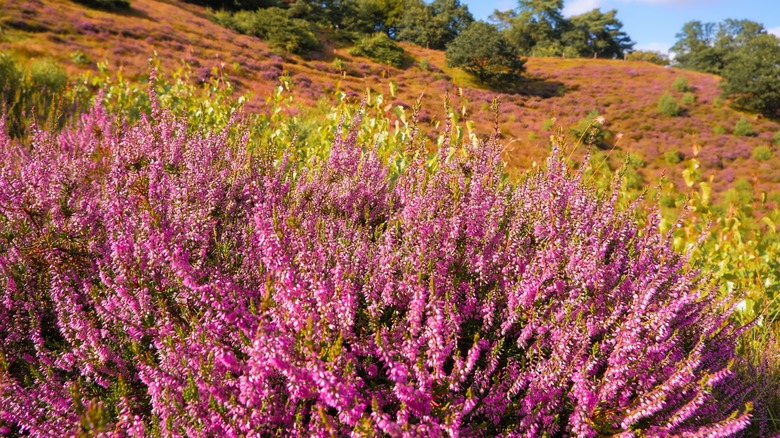 Pink Scotch heather plants growing on a sloped hill