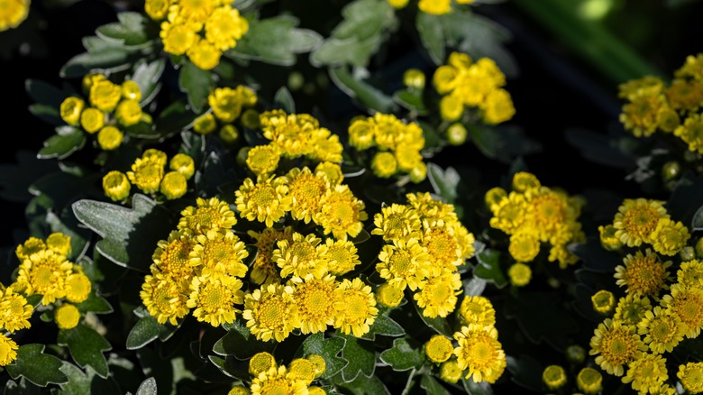 Closeup of yellow silver and gold chrysanthemum flower clusters