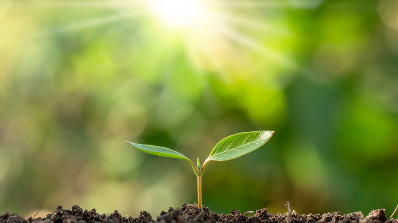 Sun shining on growing plant