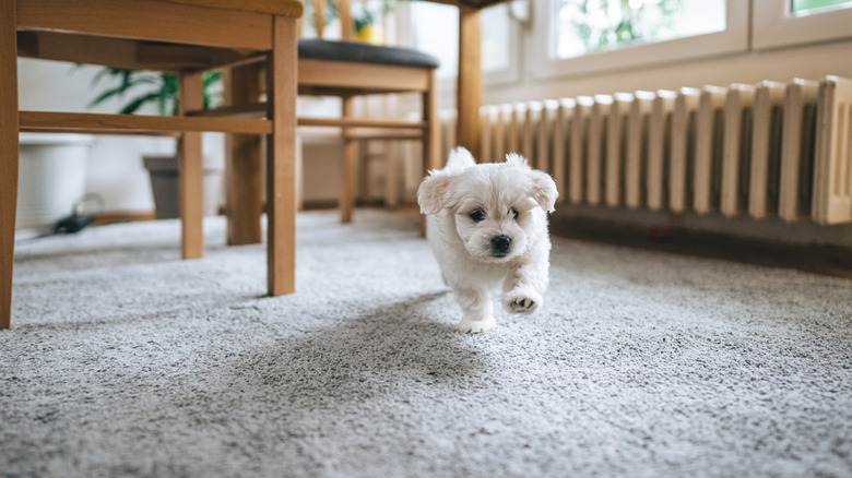 Puppy running on gray carpet