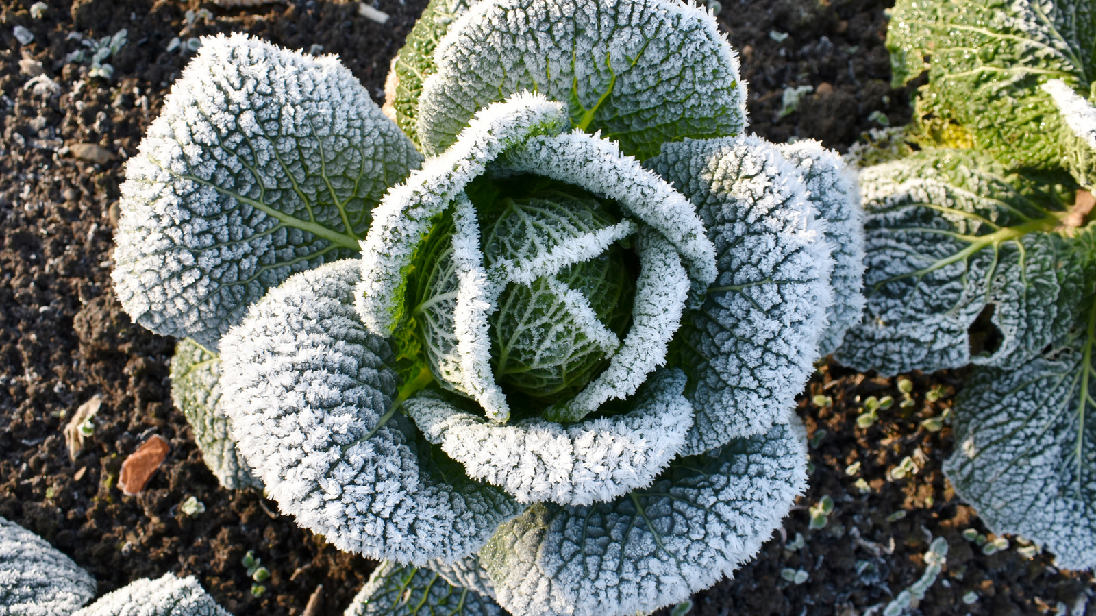 The Best Material To Cover Your Plants With To Protect From Frost   L Intro 1667580216 