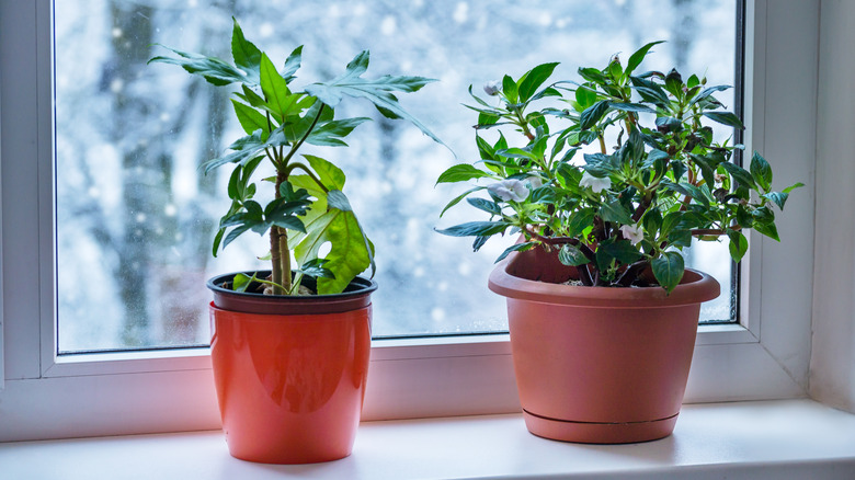 Plants inside during winter