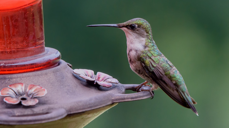 hummingbird at feeder