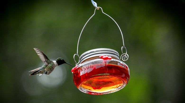 hummingbird drinking from feeder