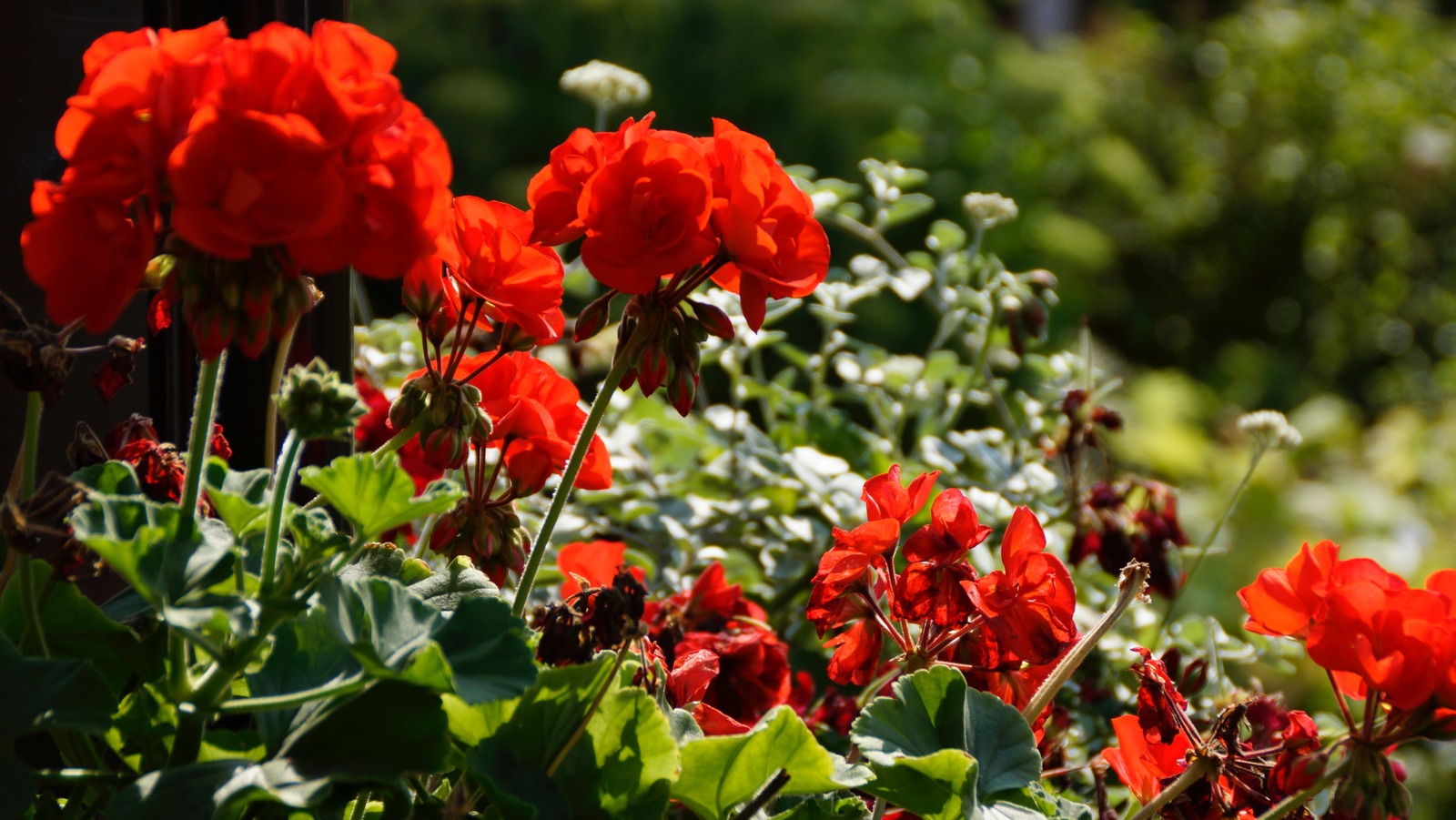 How to save geranium if the flower wilted