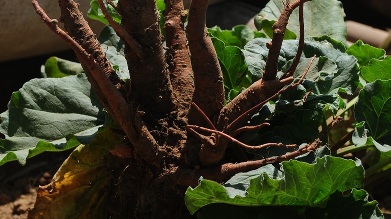 rhubarb roots unearthed for transplanting