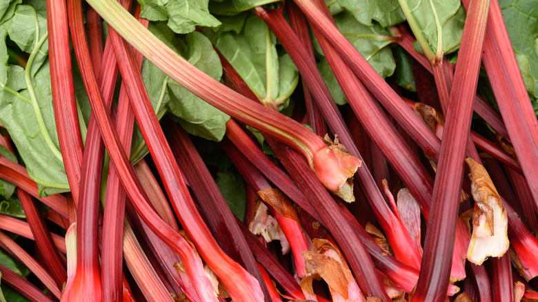 close up cut rhubarb stalks