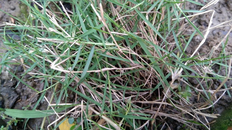 torpedograss in lawn