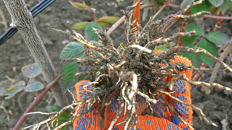Blackberry roots in gloved hand
