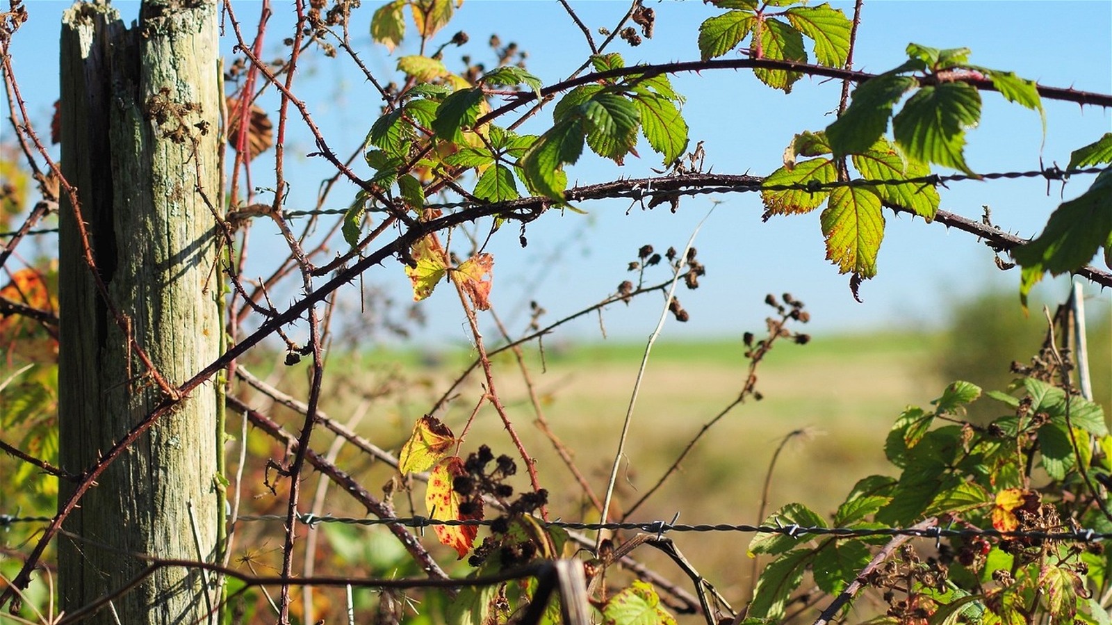 The Best Method For Getting Rid Of Thorny Brambles In Your Yard