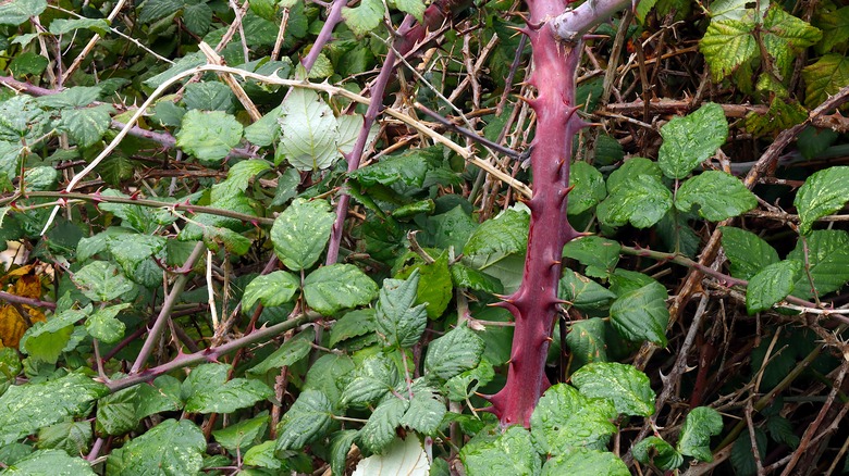 thorny brambles up-close