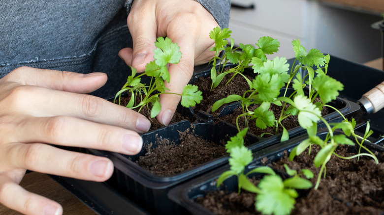 tending to indoor cilantro plants