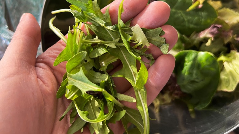 Hand holding arugula