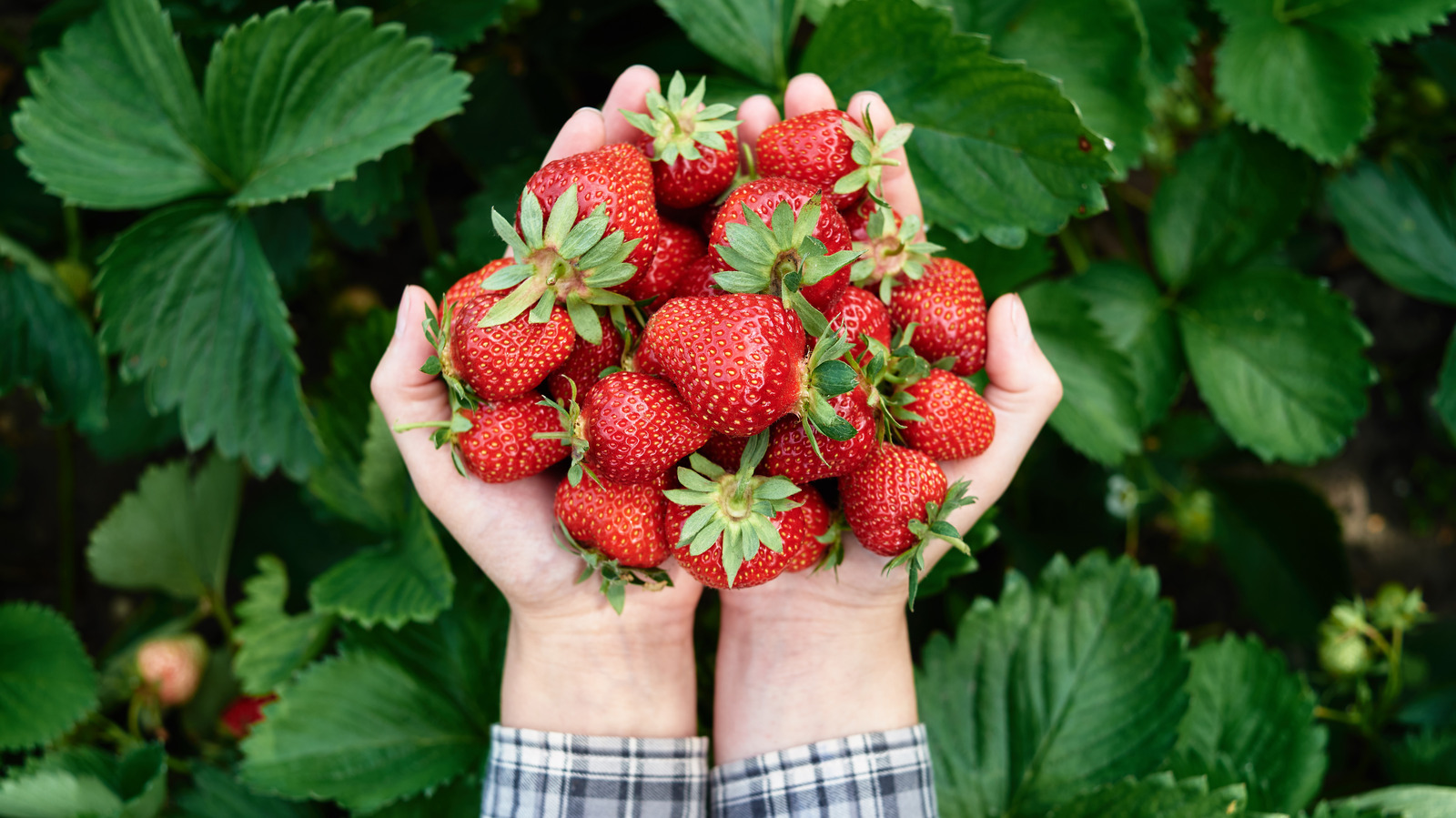 The Best Method For Harvesting Your Gardens Strawberries 