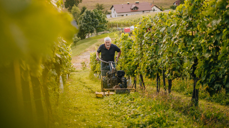 Older man mowing up hill