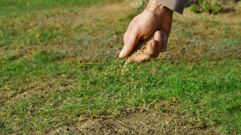 Spreading seed by hand