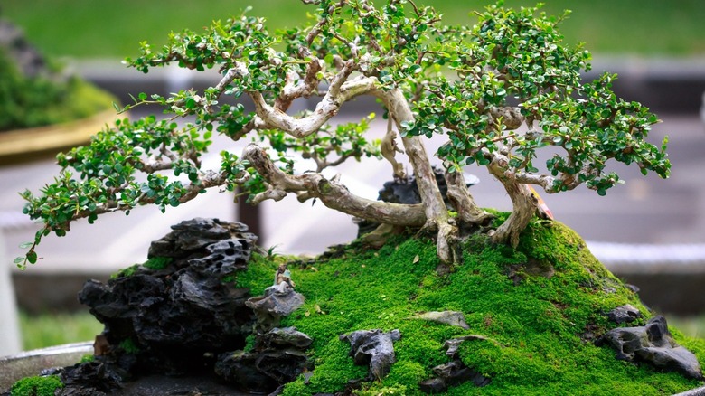 Bonsai tree growing from rocks 