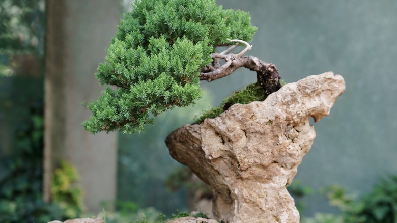 Bonsai tree growing on rock