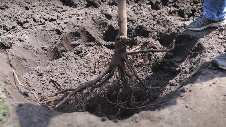 Wide hole for bare root tree