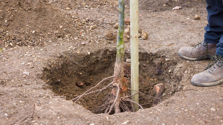 The Best Method For Planting Bare Root Trees In Your Yard