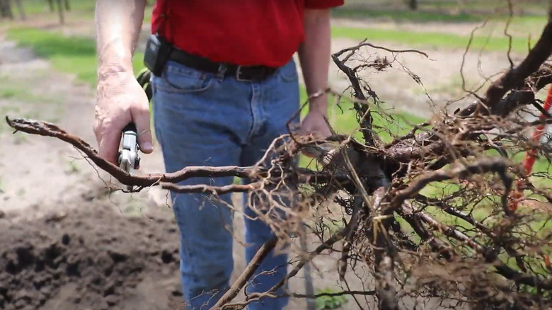 Cutting dead roots