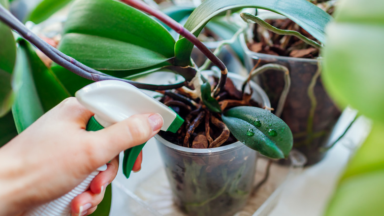 Hand spraying a propagated orchid