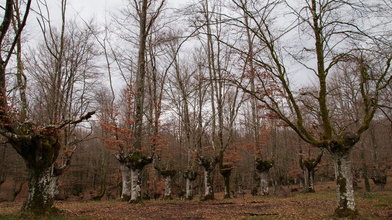 pruned beech trees in forest