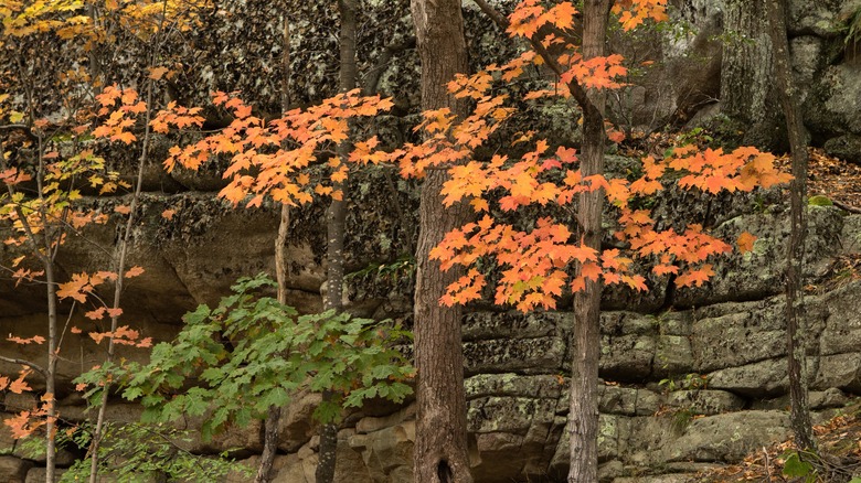 young beech trees