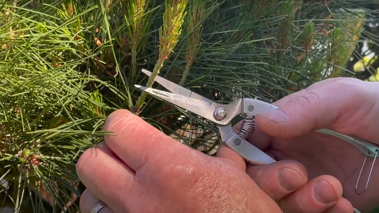 Candle pruning pine trees