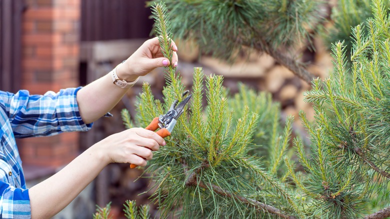 Pruning young pine tree