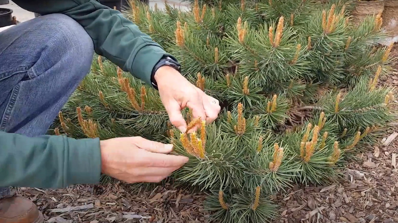 Pinching young pine tree