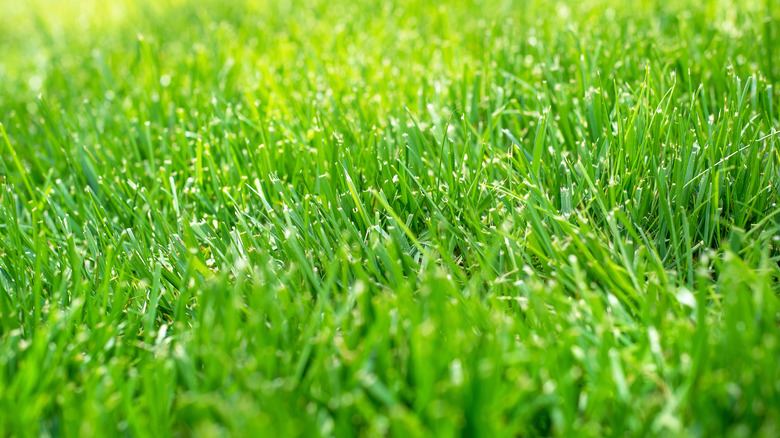 dense grass lawn