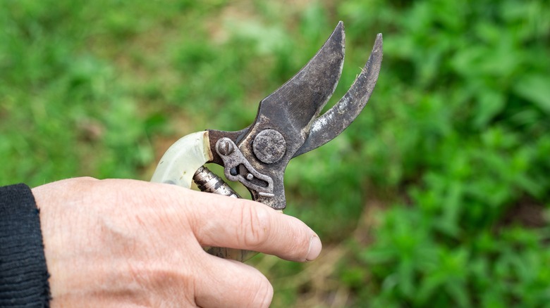 person holding garden shears