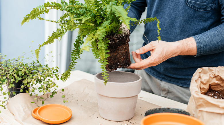 Fern plant soil 