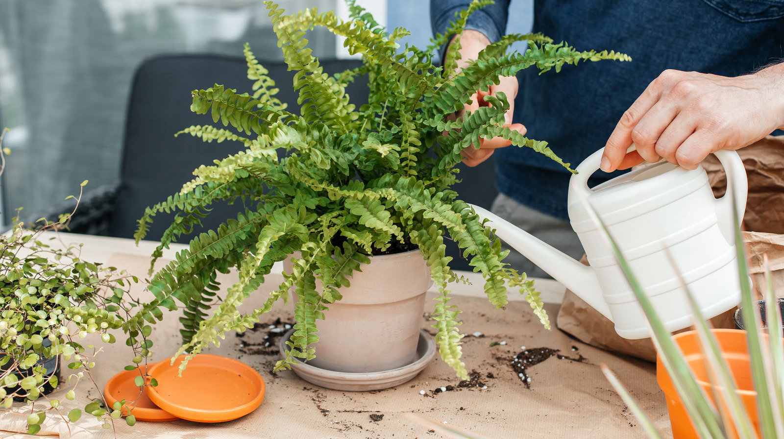 Nephrolepis House Plant