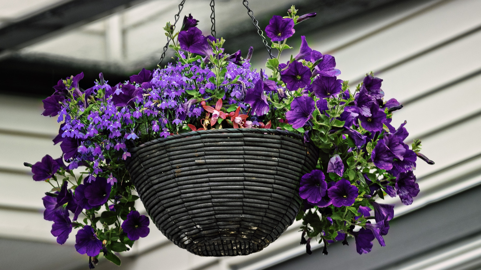 The Best Method For Watering Hanging Plant Baskets